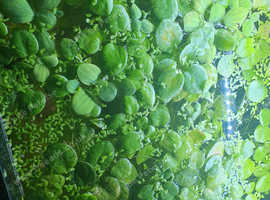 Frogbit & Water Lettuce. Floating plants
