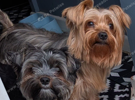 ANMACO KC Pedigree Toy & Miniature Pups