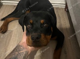 Rottweiler pup
