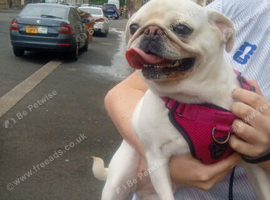 Girl pug