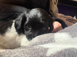Chihuahua cross spaniel