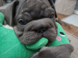 Beautiful French bulldogs for sale