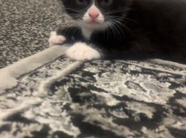 male kitten