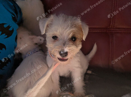 I have these beautiful terriers