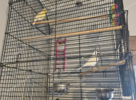 2 canary plus cage