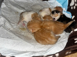 5 kittens in need of a forever home