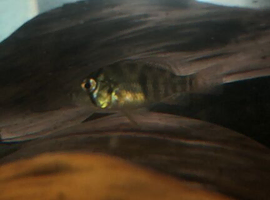 Tropical fish for sale roughly 3-4cm