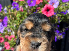 Show cocker spaniels