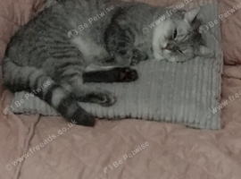 3 year old female bsh for sale