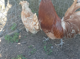 Pair of chamois polish
