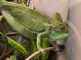Female yemen chameleon full setup