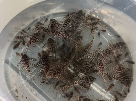 Super whites plecos (l236)
