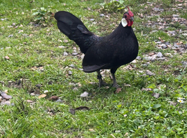 Black Rosecomb Bantams