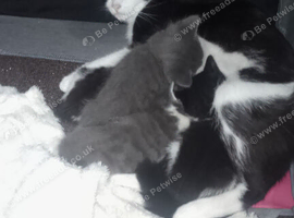 Kittens