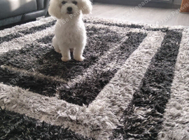 Adorable Bichon Looking for Their Forever Homes!