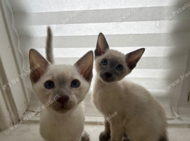 Two Beautiful Siamese Boy Kittens Looking for Their Forever Homes