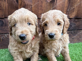 Sunning littler of Australian Double Doodles from Health screened parents