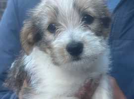 Puppies two boys