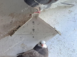 2 Birmingham young roller pigeons