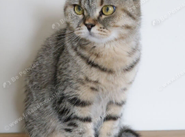 Stunning Active British Shorthair