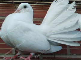 1 pr white fantails