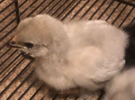Pekin chicks
