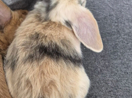 Male and female mini lops