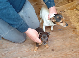 Jackrussel