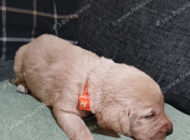 Puppies