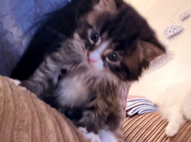 Mainecoon 1 boy kitten ready 10th April