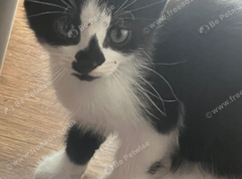 Tuxedo boy kitten 9 weeks