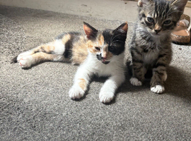 Female kittens for sale