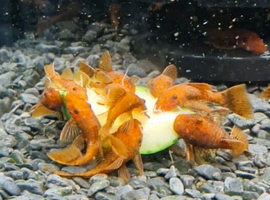 Super red x Calico Bristlenose pleco