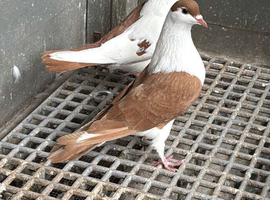 AFGHAN PIGEONS