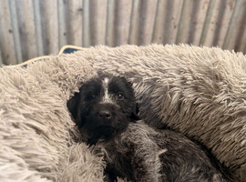 Gorgeous german wirehaired  Pointer