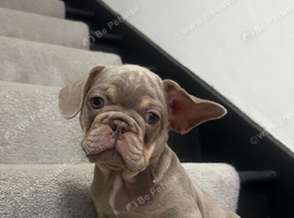 Ready 2 stunning french bulldog boys