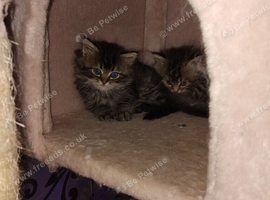 Fluffy tabby Persian ragdoll mixed kittens