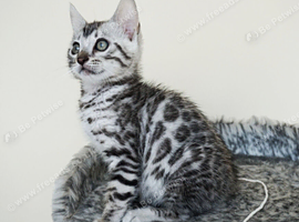 Ready Gorgeous Silver Black Rosette Bengal Kitten