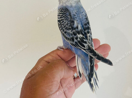 Hand reared budgies for sale