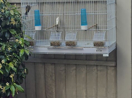Goldfinch pair