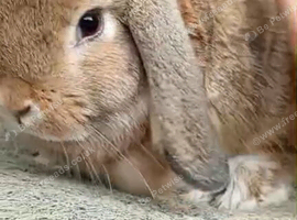 Last few mini lop left