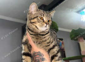 British shorthair x Persian