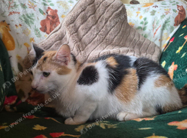 Gorgeous Kittens