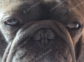 3 year old male full frenchie