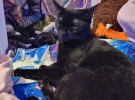 3 kittens need a new home asap 8 weeks old.