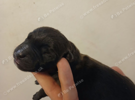 Patterdale terrier