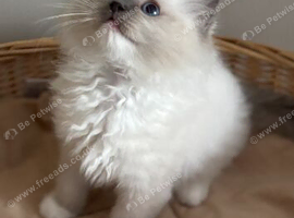 Stunning active female ragdoll available