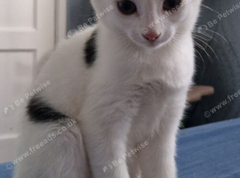 Kittens