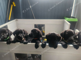 Black labrador puppies