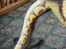 Royal python